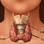 Thyroid Anaytomy