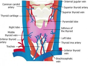 Thyroid blood supply